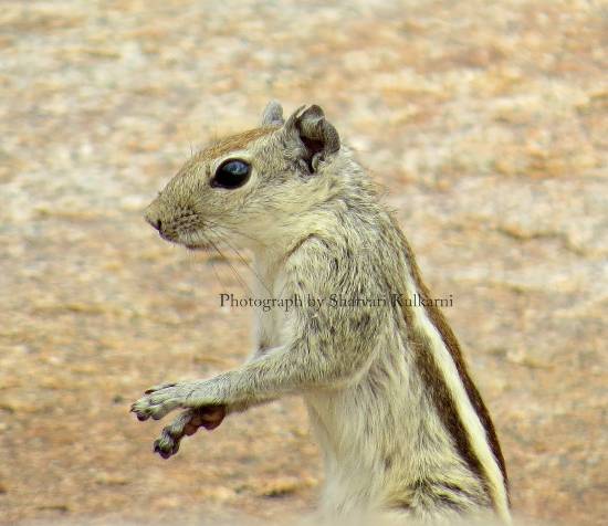 Photograph by Sharvari Pradeep Kulkarni - Curiosity