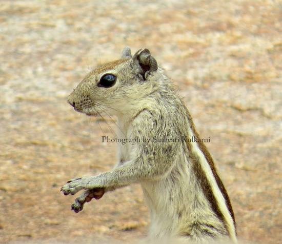 Curiosity, painting by Sharvari Pradeep Kulkarni