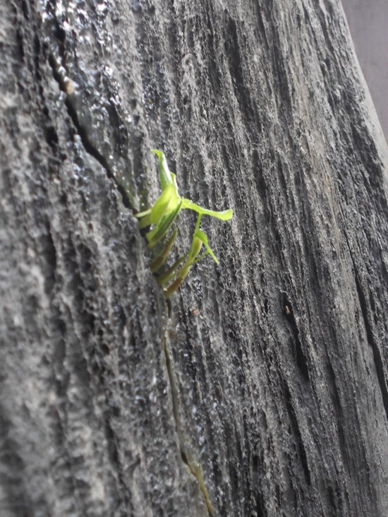 Life Chooses the Path, painting by Sharvari Pradeep Kulkarni