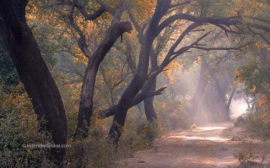 Misty Morning, Bharatpur, photograph by Hitendra Sinkar