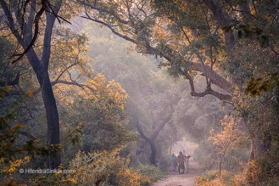 Their Morning, Bharatpur, photograph by Hitendra Sinkar