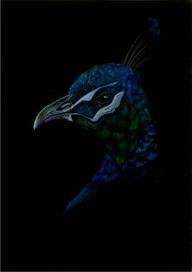 The Beauty of peacock face, painting by Naysha Satyarthi