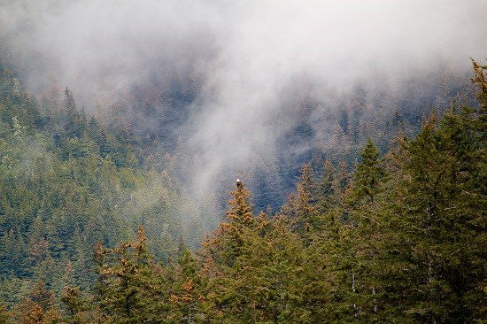 Bald Eagle perched on a misty dense forest tree, photograph by Anupama Tiku Dhar