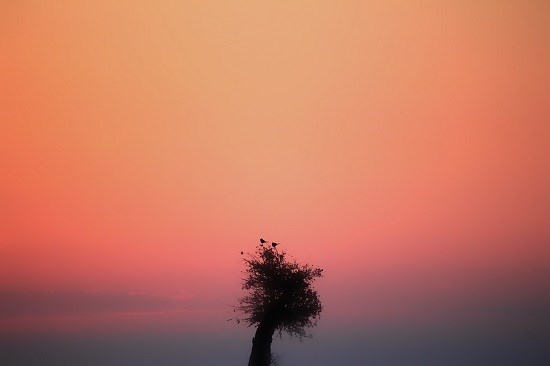 Birds in a  Bush, photograph by Anupama Tiku Dhar