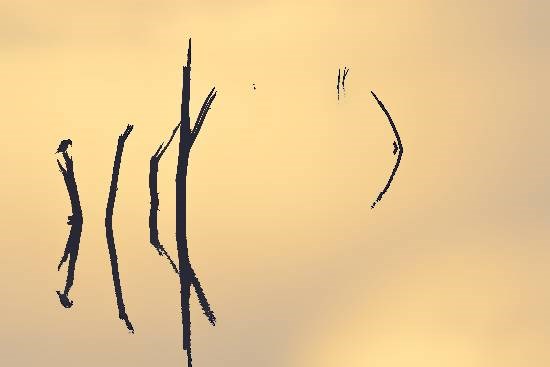 The Bird, photograph by Anupama Tiku Dhar