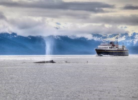 Whale Chasing, photograph by Anupama Tiku Dhar