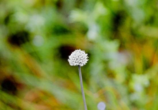 Solitary, photograph by Anupama Tiku Dhar