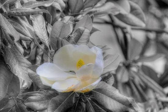 Magnolia, photograph by Anupama Tiku Dhar
