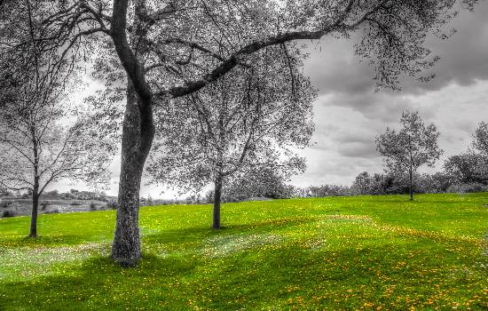 The Greens, Photograph by Anupama Tiku Dhar