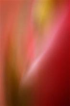 Abstractl, Photo by Saify Akolawala