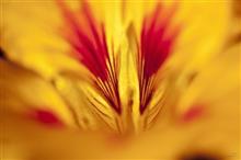 Abstract in Nature - 24, photograph by Ajit Singh, HP 12 Color Photo Paper Satin (Thickness 240 gsm), 18 x 26 inches