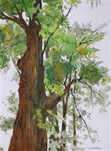 Looking up through the trees, Panchgani, Painting by Chitra Vaidya, Watercolour on Paper, 14 x 10inches