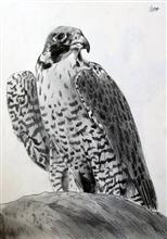 Peregrine Falcon, Painting by Varjavan Dastoor, Pencil on Paper, 10.83 x 8.27 inches