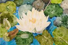 The Lotus, Painting by Manju Srivatsa, Watercolor on paper, 15 x 22  inches