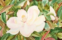 Magnolia Flower, Painting by Manju Srivatsa, Watercolour on Paper, 15 x 22    inches