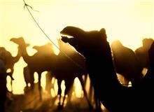 Camel Silhouette, Photography by Kumar Mangwani