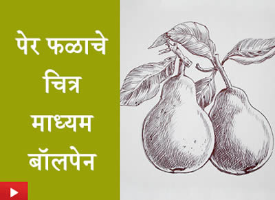 पेर फळाचे चित्र - माध्यम बॉलपेन | Ballpoint pen drawing - pear fruit