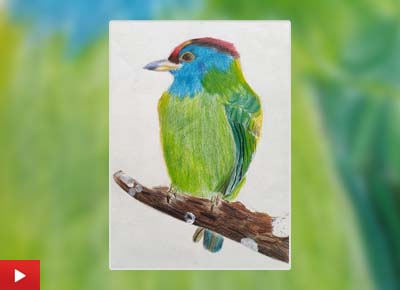 Perched blue throated barbet, painting by Ethan Mathrani (12 years)