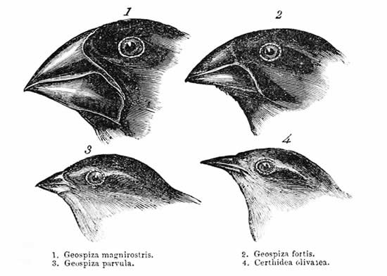 Talk on Evolution by Pradeep Rawat on Science Day 2020