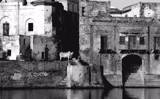 Photograph by Kumar Mangwani - Holy Cow - Yamuna River along Mathura