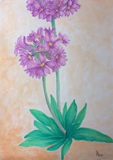 Painting by Anjuli Minocha - Drum-stick primrose