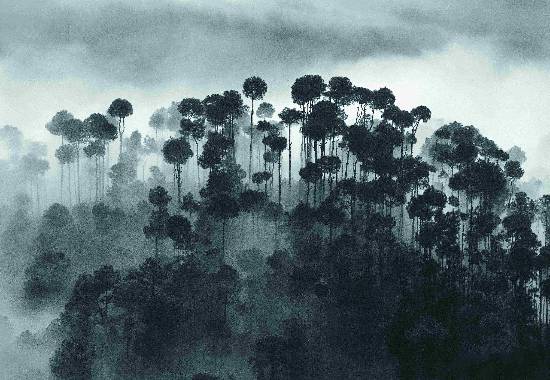 Photograph by Ashok Dilwali - Pines in the fog, Solan