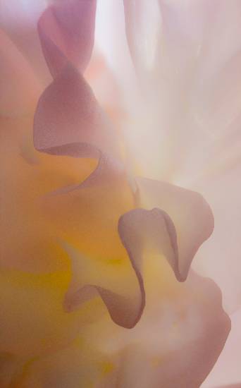 Photograph by Saify Akolawala - Colour - 2