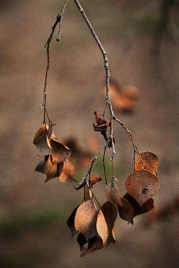 Photograph by Saify Akolawala - Colour - 1