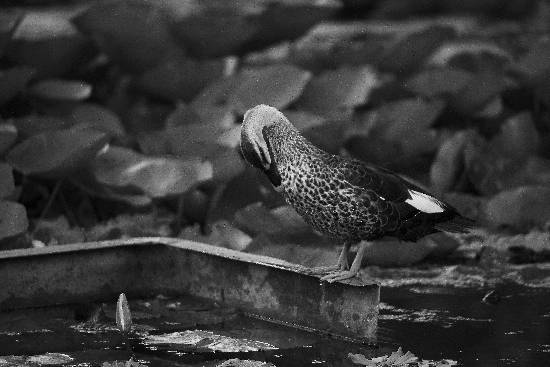 Photograph by Saify Akolawala - Nature - 4