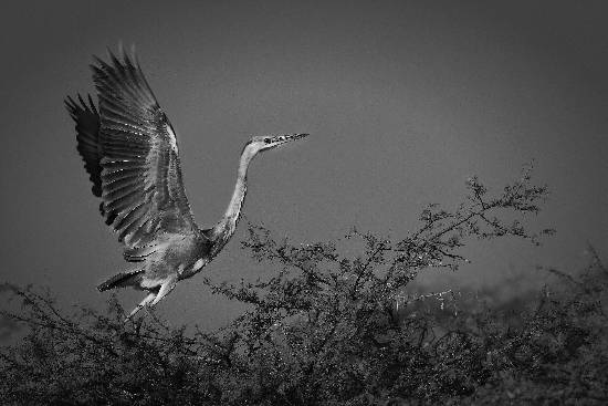 Photograph by Saify Akolawala - Nature - 3