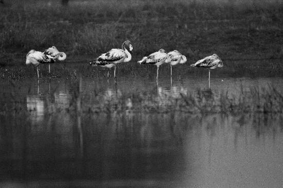 Photograph by Saify Akolawala - Nature - 1