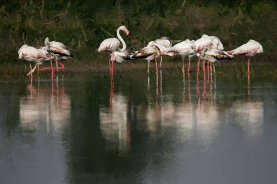 Photograph by Saify Akolawala - Nature - 22