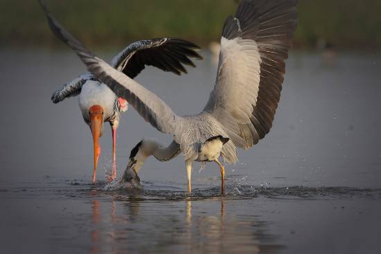 Photograph by Saify Akolawala - Nature - 19