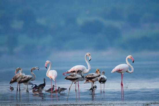 Photograph by Saify Akolawala - Nature - 17