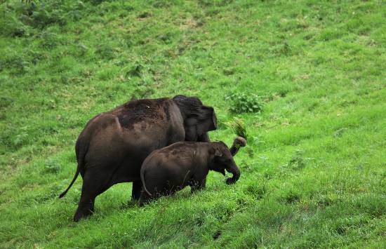 Photograph by Saify Akolawala - Nature - 14