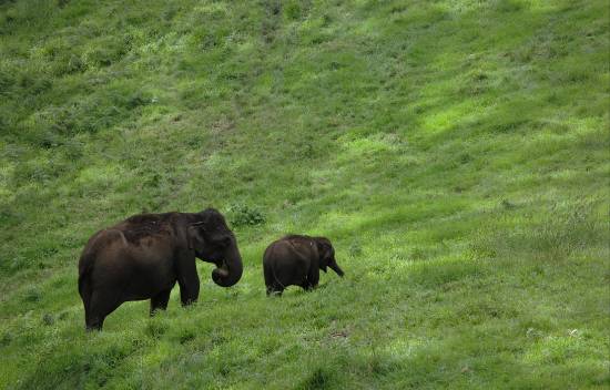 Photograph by Saify Akolawala - Nature - 12