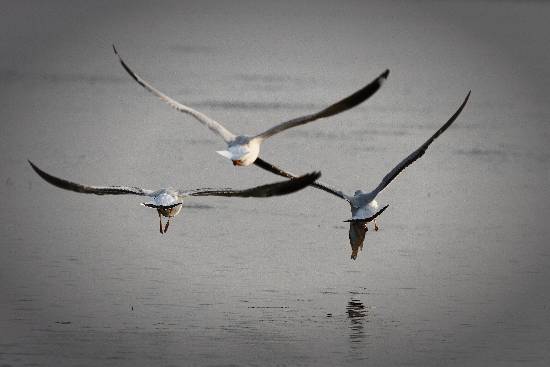 Photograph by Saify Akolawala - Nature - 11