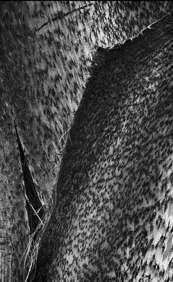 Photograph by Saify Akolawala - Texture - 9