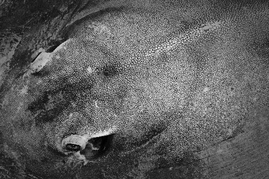 Photograph by Saify Akolawala - Texture - 3