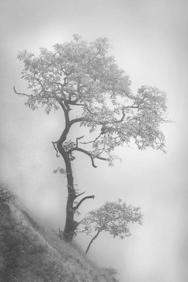 Photograph by Saify Akolawala - Landscape - 22