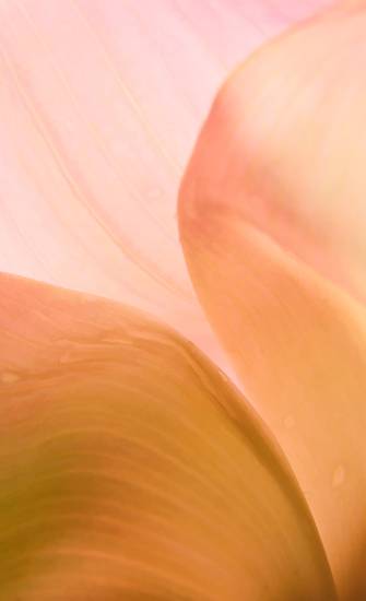 Photograph by Saify Akolawala - Abstract - 61