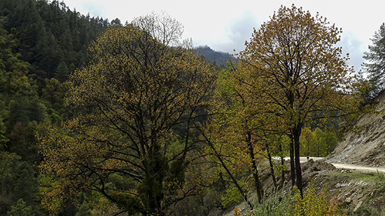 Photograph by Milind Sathe - Trees at a bend at JSW National Park, Bhutan