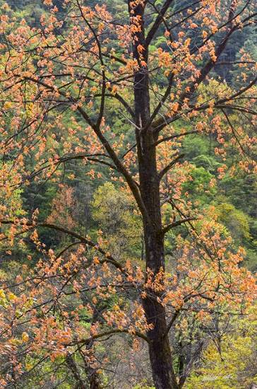 Photograph by Milind Sathe - Beautiful colours in forest, Bhutan