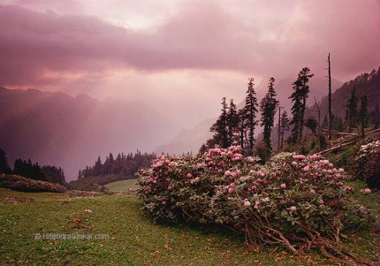 Photograph by Hitendra Sinkar - Rhododendron, Ming Thach