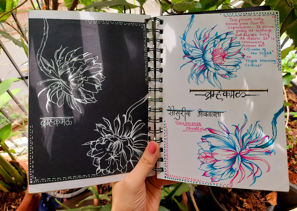 Painting by Rucha Vishwesh Damle - Brahmakamal Sketch
