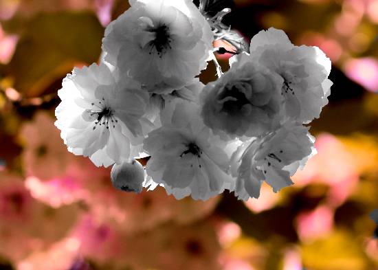 Photograph by Anupama Tiku Dhar - Backlit