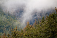 Bald Eagle perched on a misty dense forest tree, Photo by Anupama Tiku Dhar