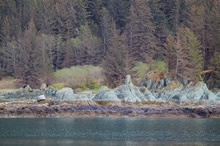 Forest and Rocks with Bald Eagle Family, Photo by Anupama Tiku Dhar