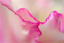 Abstract, photos by Saify Akolawala